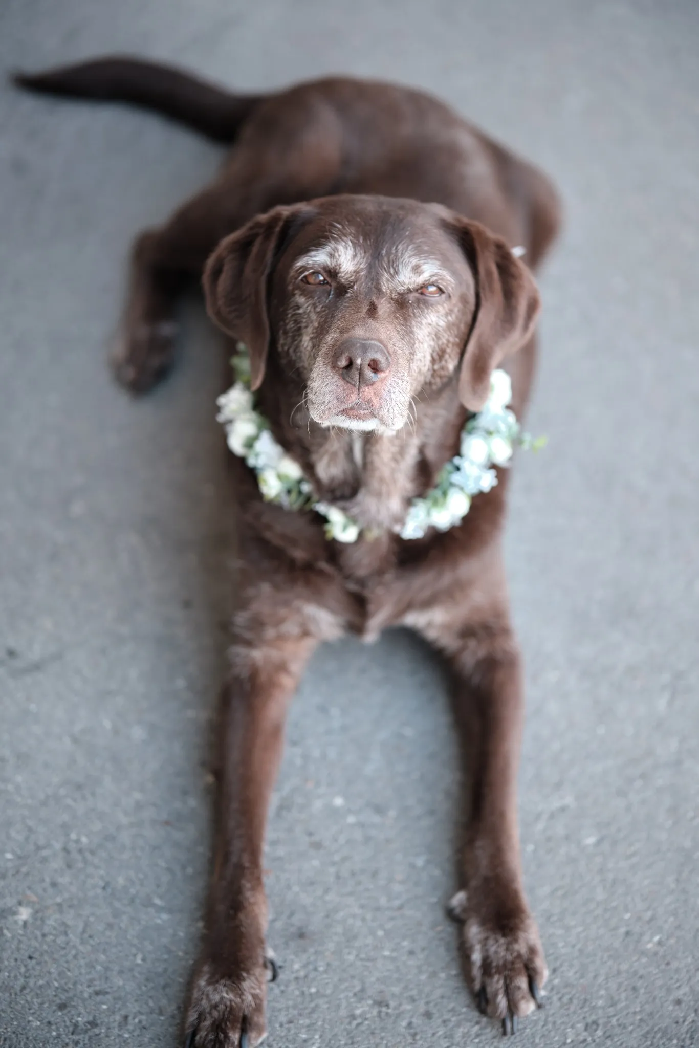 Hund mit Blumenkranz um den Hals – Hochzeit Ronja & Markus, Buchloe