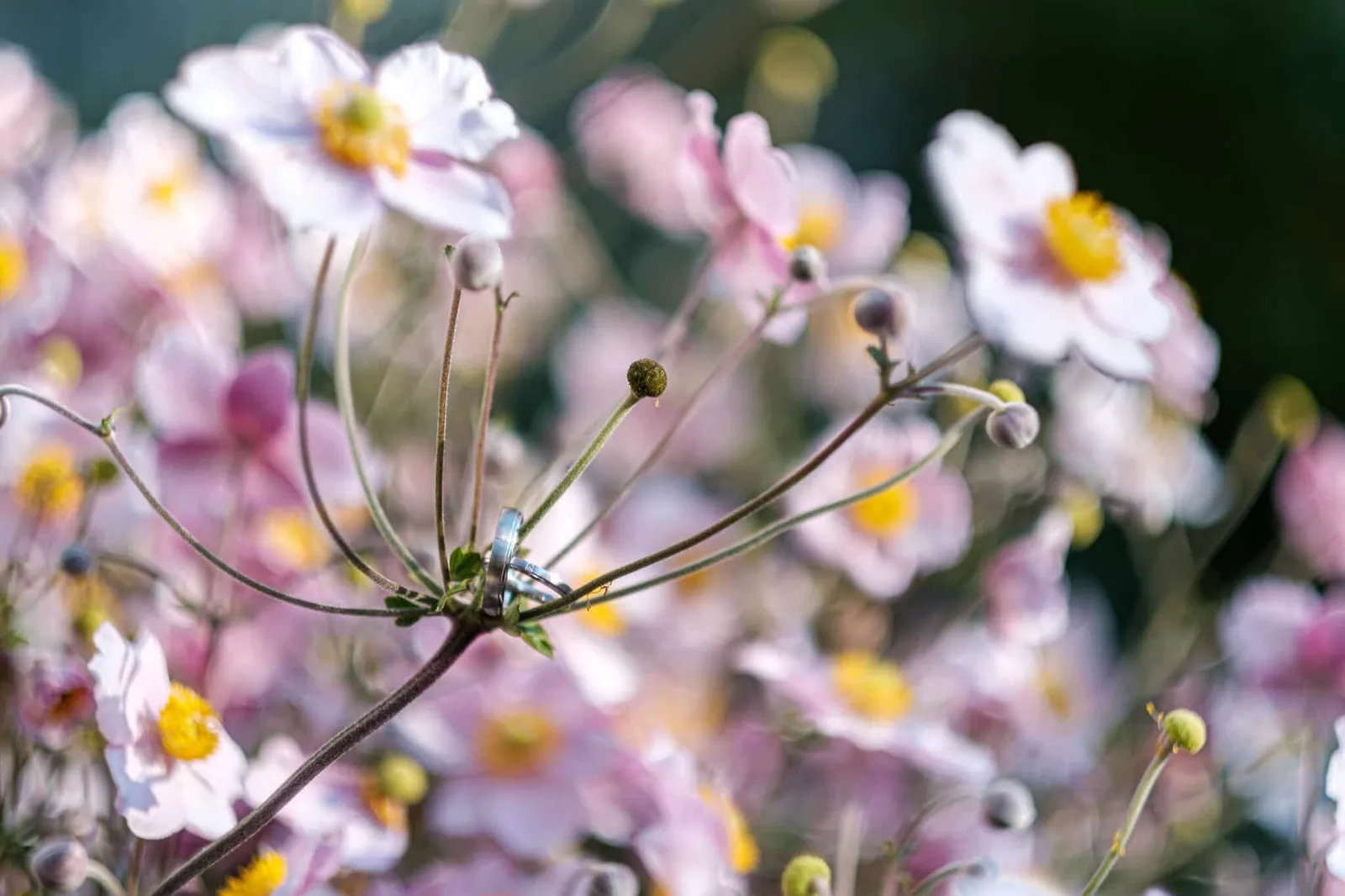 Rosa Anemonenblüten in Nahaufnahme – Hochzeit Alex & Dani, Weitmannsee
