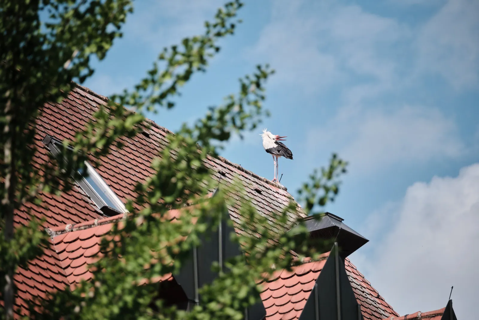Storch auf dem Dach des Rathauses Diedorf vor blauem Himmel – Hochzeit Celina & Denny, Rathaus Diedorf