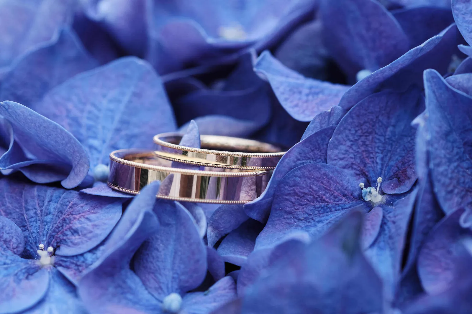 Zwei Eheringe auf blauen Hortensienblüten – Hochzeit Katharina & Christian, Schaezlerpalais